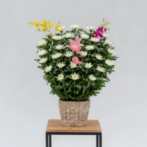 生花一基